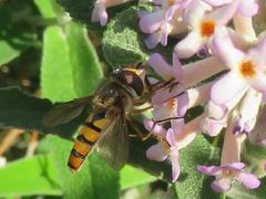 Episyrphus trisectus