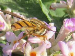 Episyrphus trisectus