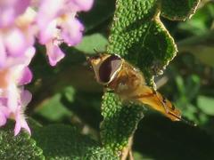 Episyrphus trisectus