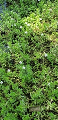 Bacopa