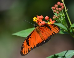 Dione vanillae lucina