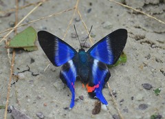 Rhetus dysonii