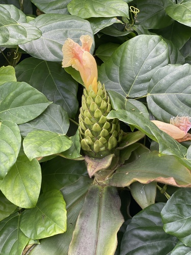 Costus guanaiensis observed 2024-10-12
