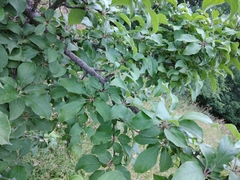 Malus orientalis