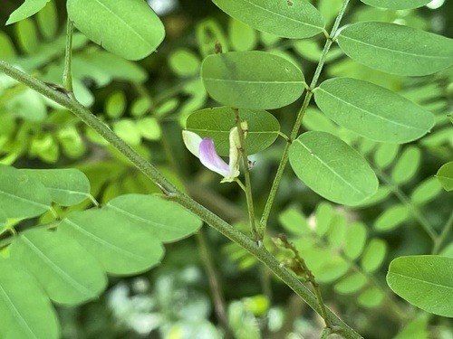 Indigofera galegoides iNat (3)