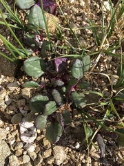Senecio taraxacoides