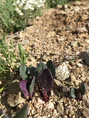 Senecio taraxacoides