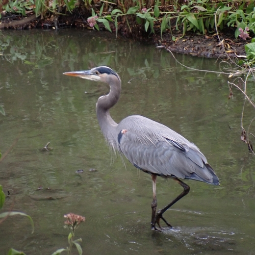 iNaturalist observation photo of Great Blue Heron
