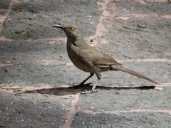 Toxostoma curvirostre