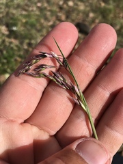 Poa arctica