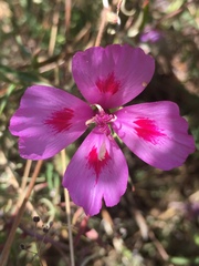 Clarkia amoena