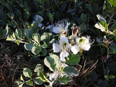 Capparis spinosa herbacea