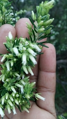 Erica caffra caffra