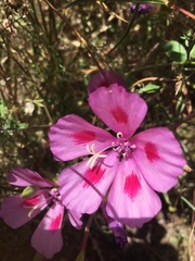 Clarkia amoena