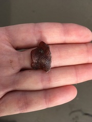 Watersipora subtorquata