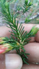 Erica versicolor