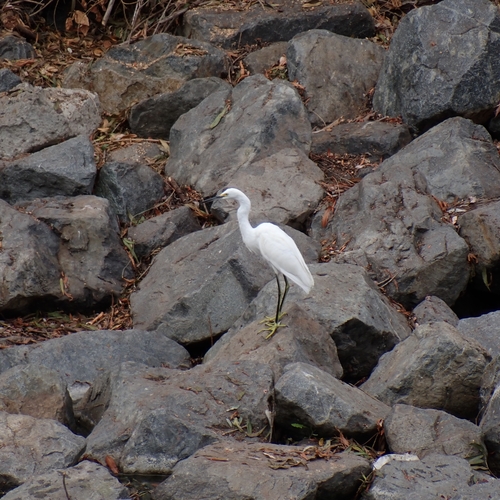 iNaturalist observation photo of Snowy Egret