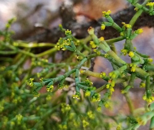 Image of Arceuthobium oxycedri by (c) Anton Popovich, some rights reserved (CC BY)