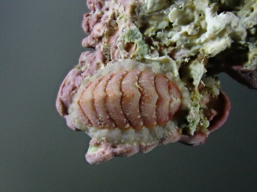 Grey Mail-shell, photo 3 of 10