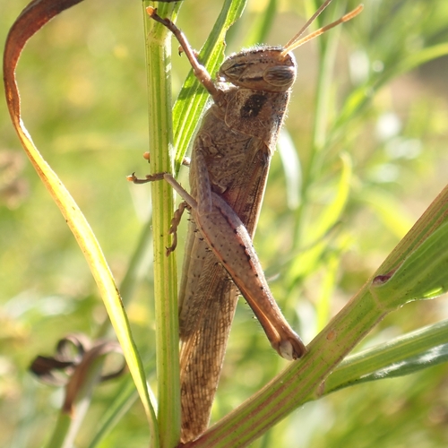 iNaturalist observation photo of Gray Bird Grasshopper
