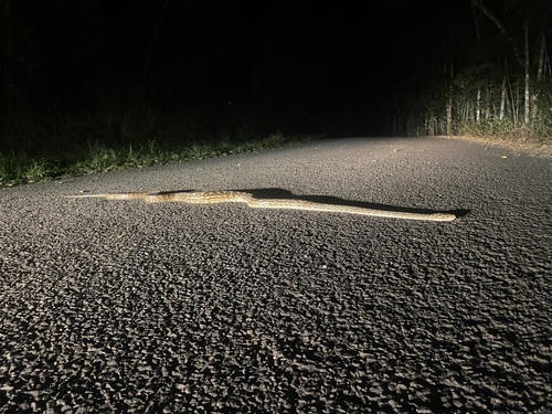 Australian Scrub Python sighting