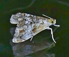 Dicymolomia grisea
