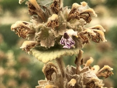 Marrubieae
