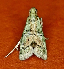 Cacotherapia flexilinealis