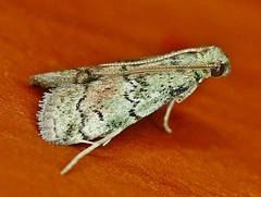Cacotherapia flexilinealis