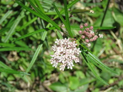 Asclepias angustifolia