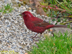 Carpodacus formosanus