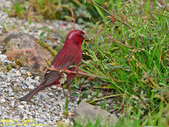 Carpodacus formosanus