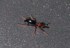 Cylas formicarius