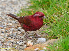 Carpodacus formosanus