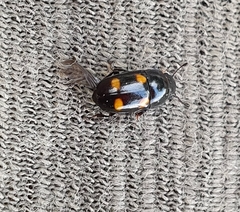 Glischrochilus hortensis