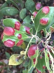 Exobasidium arctostaphyli
