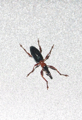 Cylas formicarius