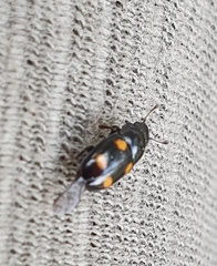 Glischrochilus hortensis