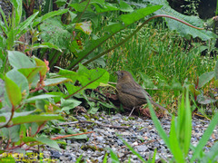 Carpodacus formosanus