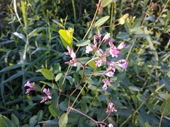 Apocynum venetum