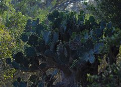 Opuntia alta