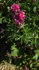 Sidalcea hendersonii