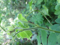 Arsenurinae