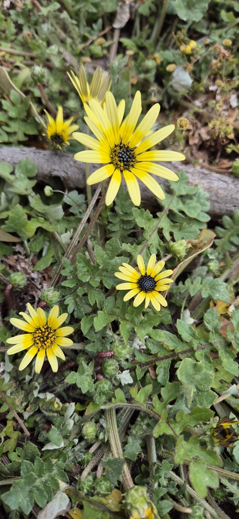 Capeweed in October 2024 by navudos · iNaturalist