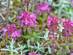Pedicularis refracta transmorrisonensis