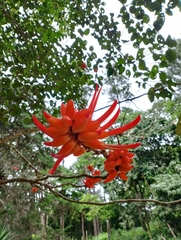 Erythrina costaricensis
