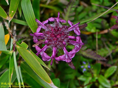 Pedicularis refracta transmorrisonensis