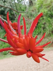 Erythrina costaricensis, photograph (c) Anthony Mora Aguilar, some rights reserved (CC BY)