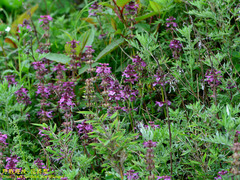 Pedicularis refracta transmorrisonensis