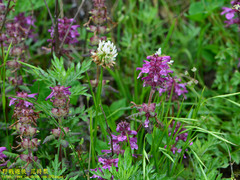 Pedicularis refracta transmorrisonensis